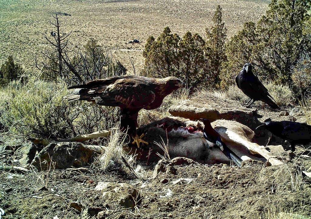 Eagles, ravens, and magpies by Jon David Nelson is licensed under CC BY-NC-SA 2.0